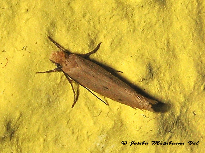 Tinea pellionella - Tineidae? S